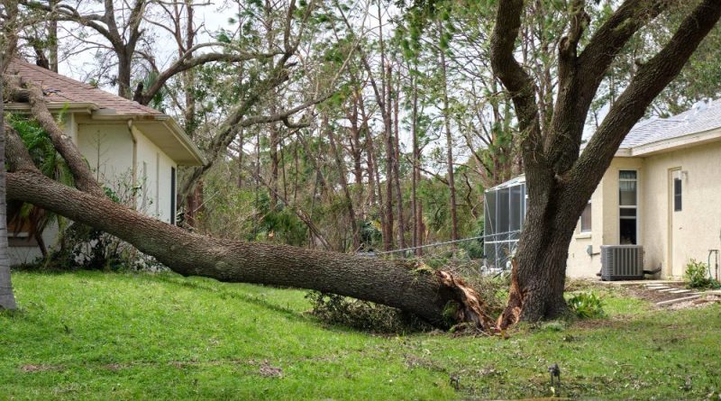 How to Handle Emergency Tree Removal After a Storm | Home Okumura - Get ...